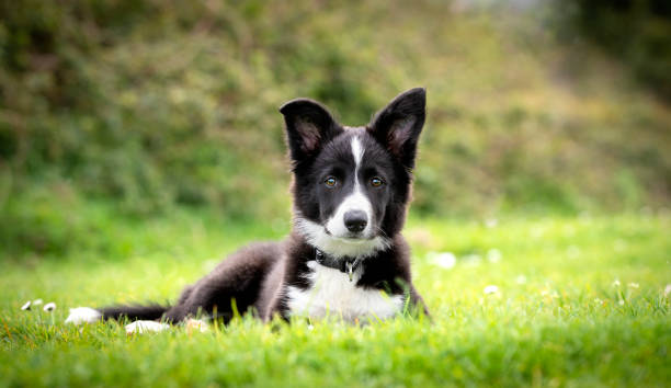 istock Border collie puppy looking at camera in the grass 1308143717