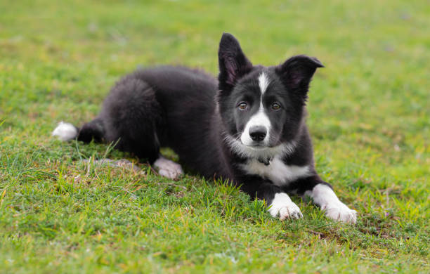 istock Border collie puppy looking at camera in the grass 1308143761