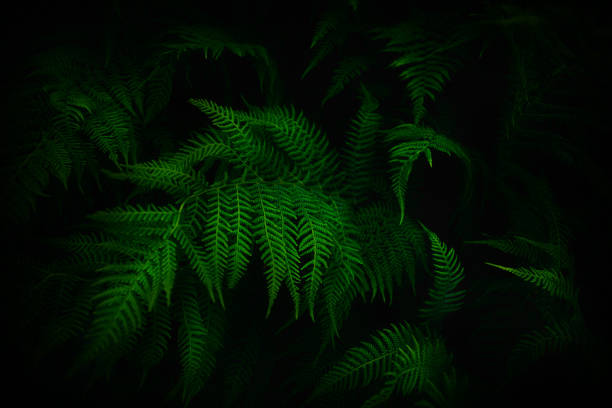 istock Green fern dark background 1308144555