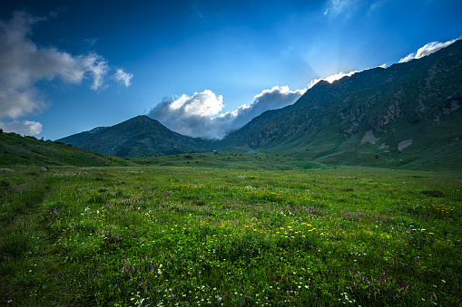 Green summer meadow in the mountains