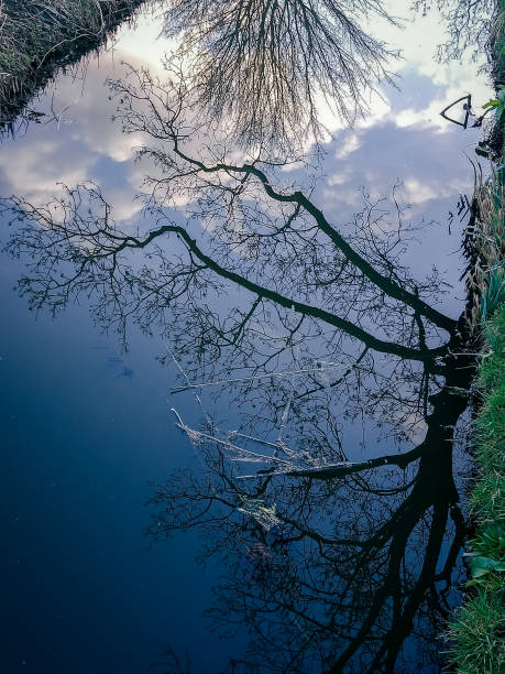 istock Reflection of a tree in calm water 1308146474