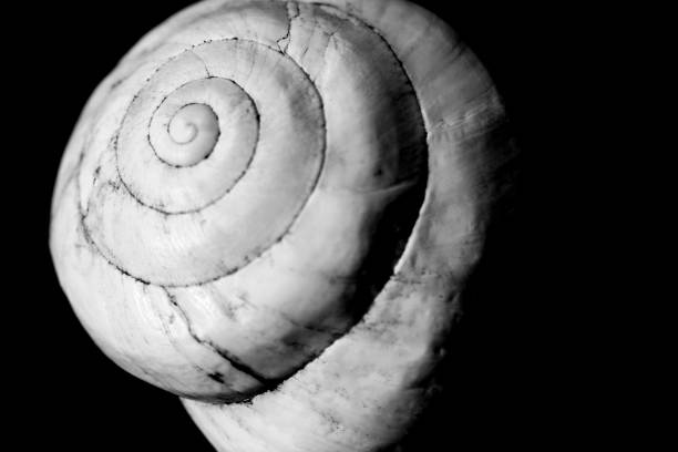 istock Macro photography of white snail shell 1308146730
