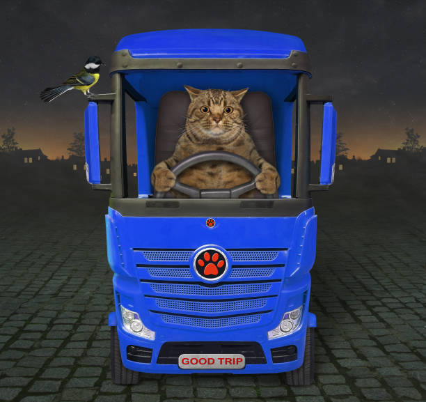 istock Cat drives blue truck at night 1308149877