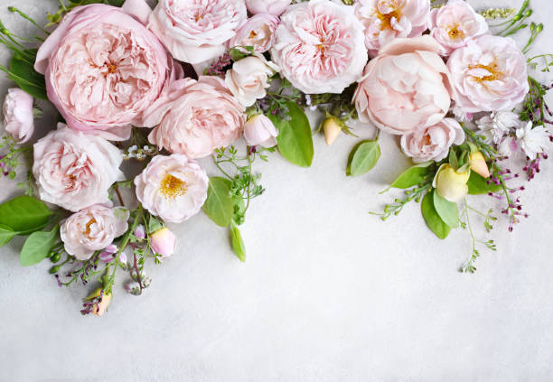 istock Delicate blossoming white and light pink rose frame, blooming flowers pastel festive background 1308150136