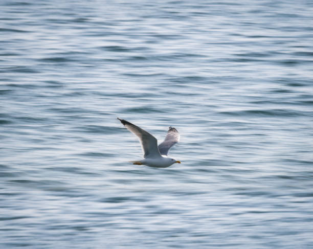 istock Seagull flying over the surface of the water 1308150348