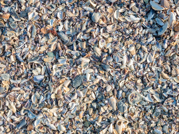 istock Various broken seashells fragments on the sandy beach. Background texture with small fragments of seashells 1308151283