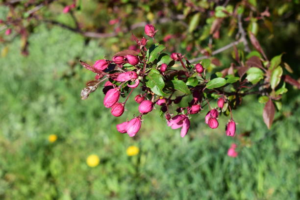 istock Beautiful almond blossoms. 1308152316
