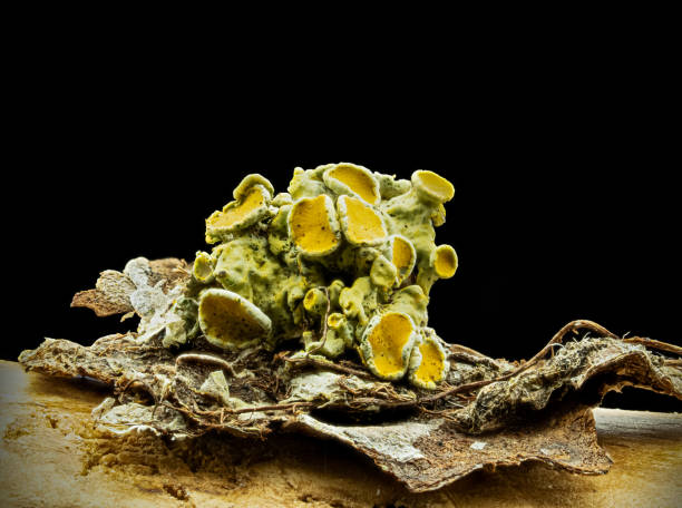 Lichens in the garden