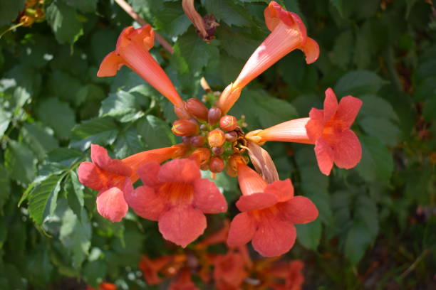 Beautiful red flowers of the trumpet vine or trumpet creeper (Campsis radicans) Beautiful red flowers of the trumpet vine or trumpet creeper (Campsis radicans). Branch of trumpet vine with many red flowers. ampsis Flamenco bright orange flowers winding over the fence in greenery bignonia stock pictures, royalty-free photos & images