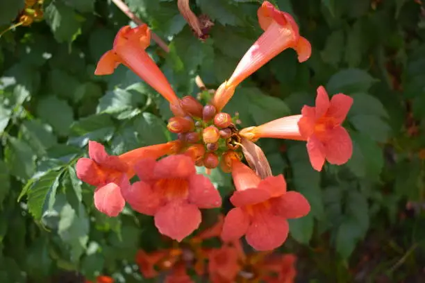 Beautiful red flowers of the trumpet vine or trumpet creeper (Campsis radicans). Branch of trumpet vine with many red flowers. ampsis Flamenco bright orange flowers winding over the fence in greenery