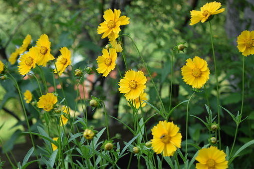 Beautiful yellow flowers Coreopsis lanceolata. Taken in the Early summer. Yellow flowers of lance-leaved coreopsis in garden with selective focus and bokeh