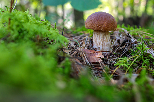 a small brown forest mushroom in the grass in the forest. autumn forest . The concept of mushroom picking, harvesting