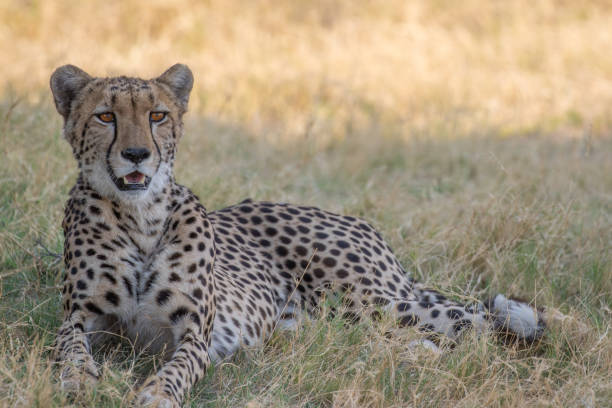 istock Cheetah in the Okavango Delta 1308154254
