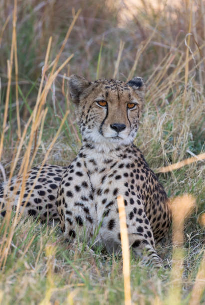 istock Cheetah in the Okavango Delta 1308154268
