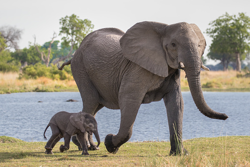 An elephant mother and its small calf coming back from the water in Botswana's Okavango Delta.