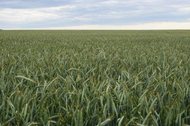 istock Fresh wheat spikes in field - Bokeh blur 1308154449