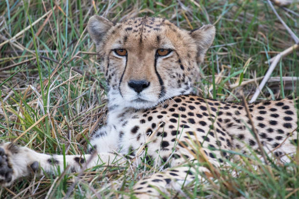 istock Cheetah in the Okavango Delta 1308154469