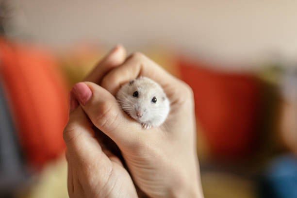 Playing with a small white hamster/mouse/lemming at home. Holding him in hand and enjoying stroking.