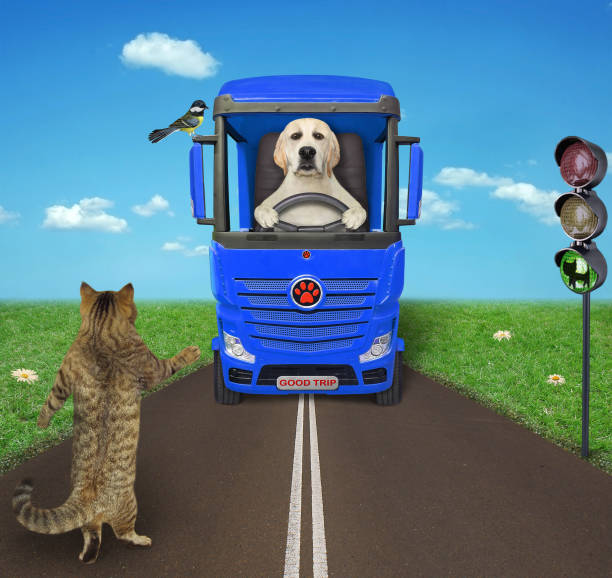 istock Cat beige hitchhiking along road 2 1308154635