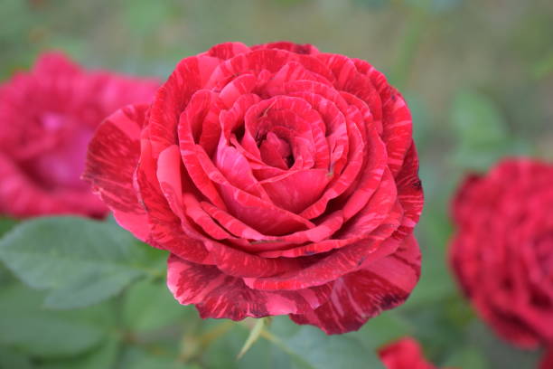 flores de rosa roja de mármol, en plena floración - botany bright brown heart shape fotografías e imágenes de stock