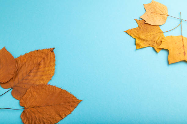 istock Composition with yellow and brown autumn leaves on blue pastel background. side view, still life, copy space. 1308156357