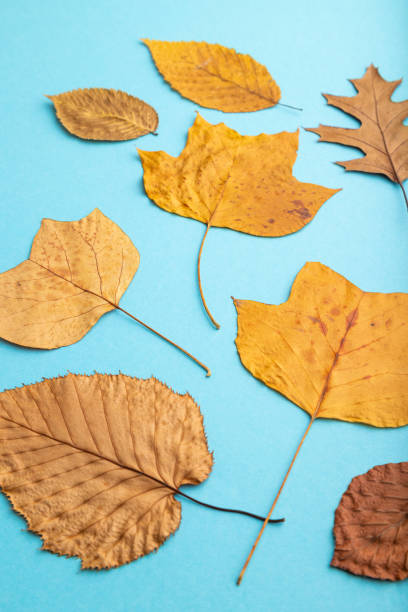 istock Composition with yellow and brown autumn leaves on blue pastel background. flat lay, top view, still life, close up. 1308156401