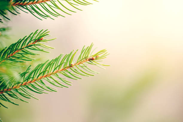 istock Christmas background. Beautiful natural fir tree branch. Light green pine tree branches with small buds of brown pine cone. Seasonal holiday nature backdrop wallpaper. 1308156507