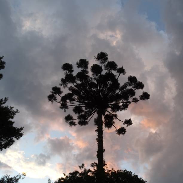 istock canopy of araucaria tree seen from below, blue sky background3 1308156632