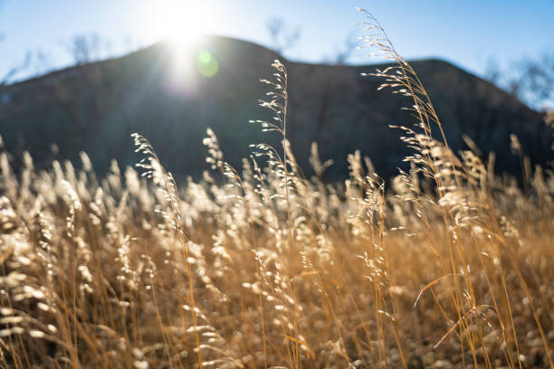 Long Grass in glowing as the sun sets behind a hill stock photo