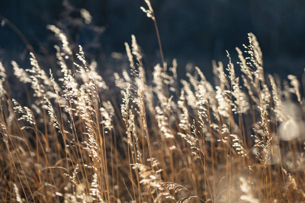 Long Grass in Golden Sunset Light stock photo