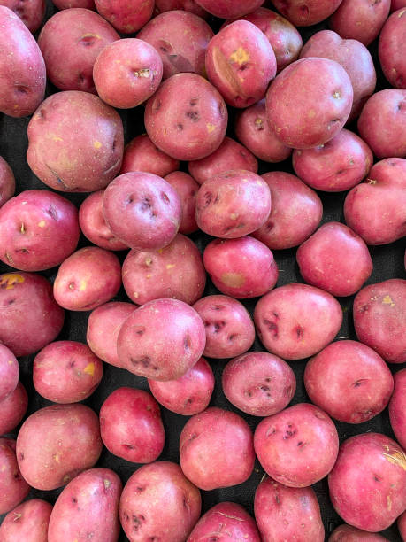 農家市場で赤いジャガイモの山は新鮮なジャガイモ有機野菜食品の背景 - raw potato red potato red nutrient ストックフォトと画像