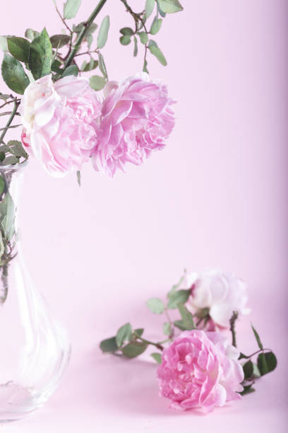istock Pink roses on pink background. Soft pastel colors. 1308162101