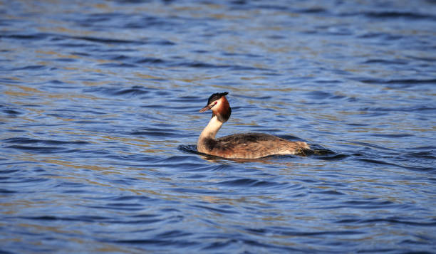 istock Great crested grebe swimming in a pond 1308162437