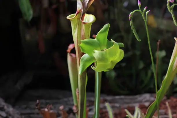 sarracenia flava. close-up sarracenia flava. blooming flower sarracenia flava. flowering carnivorous plant. blooming sarracenia. close up of a single flower of the yellow pitcherplant. pitcherplant.