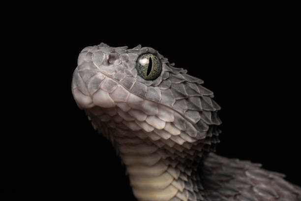 istock Bush Viper looking up (Atheris squamigera) male 1308163158