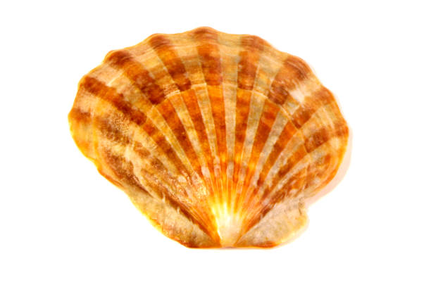 istock Sea shells isolated on a White background.Nature. 1308163239