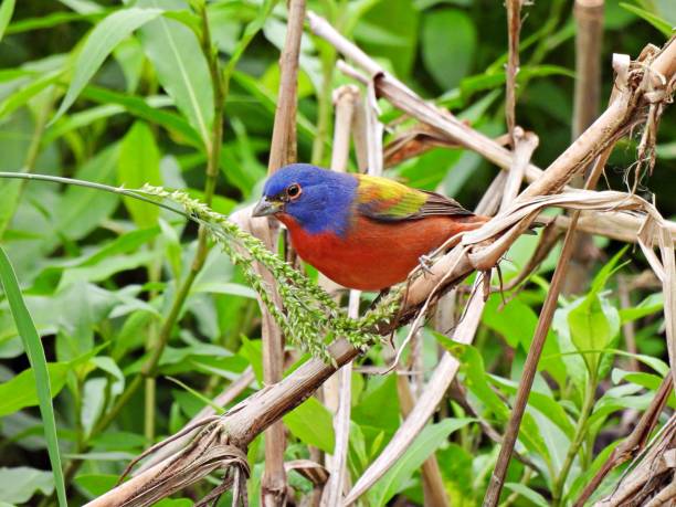 istock Painted Bunting (Passerina ciris) male perched on a branch 1308163860