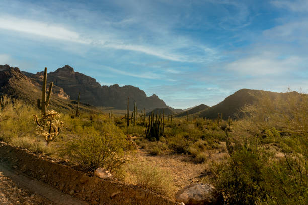 경치 좋은 오르간 파이프 선인장 국립 기념물, 피마 카운티, 애리조나 선라이즈 - hiking sonoran desert arizona desert 뉴스 사진 이미지