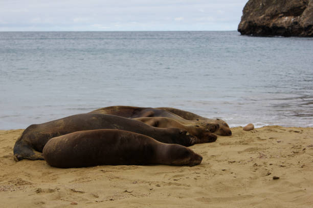 istock Lazy Sea Lions 1308166446
