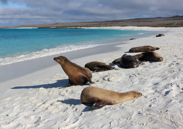 istock Sea lions by the bay 1308166560