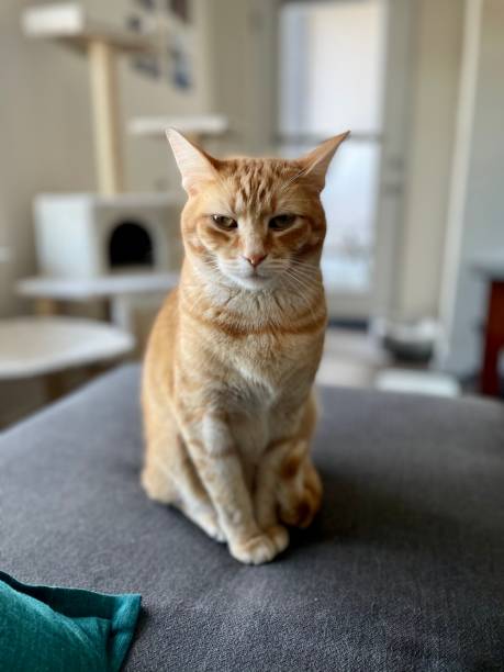 istock Young Adult Orange Tabby 1308166594