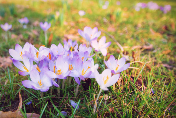 Flowering violet Crocus on a field Flowering violet Crocus on a field. Crocus flowers in bokeh sunny light, close up. Crocus in Early Spring. Spring blossom time. crocus tommasinianus stock pictures, royalty-free photos & images