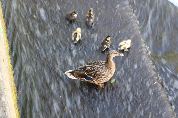 Newborn ducklings splashing in the flowing water of a weir