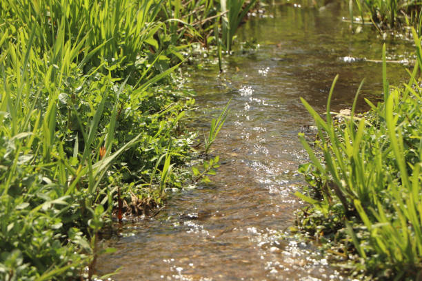 photo of clean, flowing water. green grass in the water in nature.