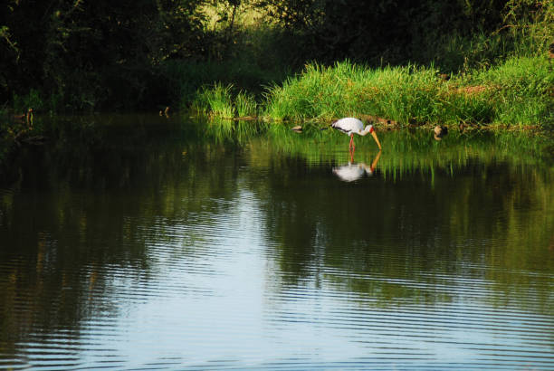 South African Safari- A lovely scene of a beautifully colorful wild Yellow-Billed Stork reflected in a lake.