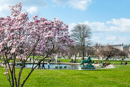 Paris : a blooming magnolia in Jardin des Tuileries in spring. France, March 19, 2021.