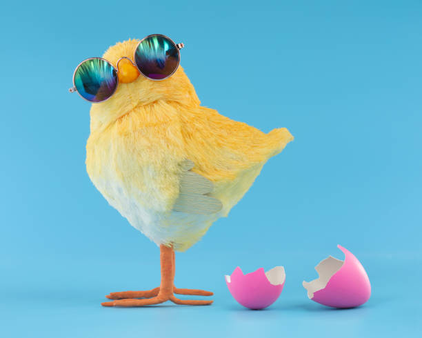 decorazione pasquale di un pulcino giallo che indossa stupidi occhiali da sole con un uovo di pasqua crepato rosa. - funny eggs foto e immagini stock
