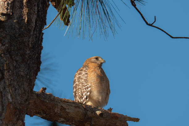 Florida falcon portrait Florida falcon portrait whiole sitting on a large tree brach accipiter striatus stock pictures, royalty-free photos & images