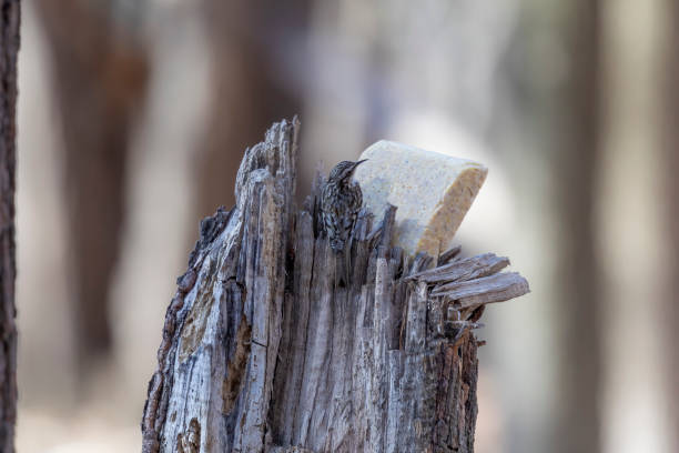 el enredo marrón (certhia americana), también conocido como elcreeper de árbol americano - agateador americano fotos fotografías e imágenes de stock