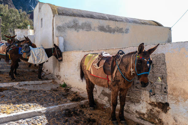 istock Donkeys in Santorini, Greece 1308173267